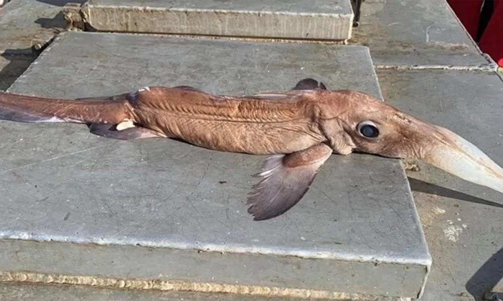 «Εξωγήινο» ψάρι πιάστηκε στον Καναδά - Βίντεο